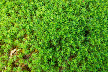 Common haircap moss in the forest