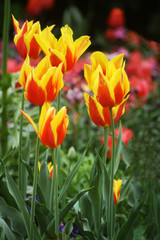 Abstract garden tulips 
