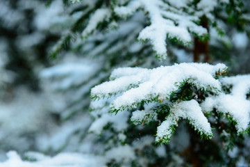Close up of a snowy fir branch