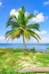 Fototapeta na wymiar Palm Ocean Sky