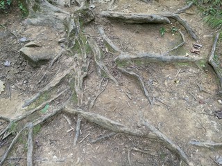 tree roots