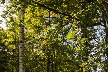 Oak leaves illuminated by the sun in the forest.