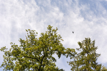 Raven flying above the trees.