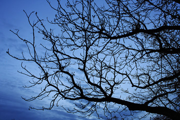 Ramas de árbol al atardecer, en hora azul, sin hojas, en ambiente tenebroso