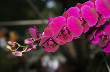 Naklejka na ściany i meble Pink Phalaenopsis orchid flower