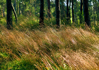 Pine forest on the Curonian Spit. Kaliningrad region, Russia