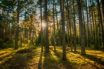 Obraz premium Forest