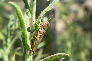 El saltamontes trata de ocultarse en las ramas.