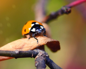 Ladybug on the fallen yellow leaves in the fall. Insects in the wild nature. © nmelnychuk