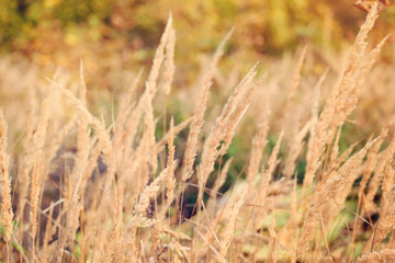 Ornamental Grass in the Fall. Autumn background.