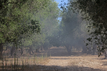 olive trees