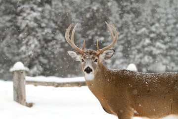 White-tailed deer buck in the falling snow in Canada