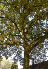 große Eiche mit gefärbten Blättern