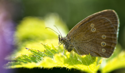 Schmetterling, Falter im Frühling