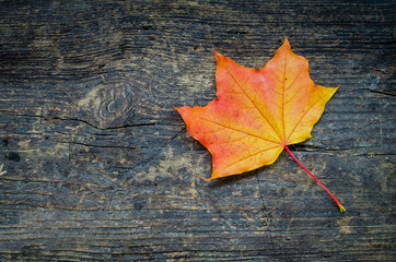 Naklejka na ściany i meble Autumn background with fall leaf