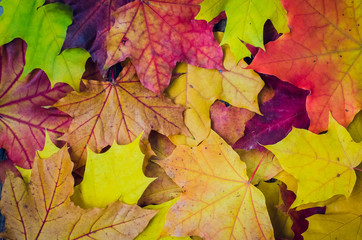 Naklejka na ściany i meble Autumn background with fall leaves
