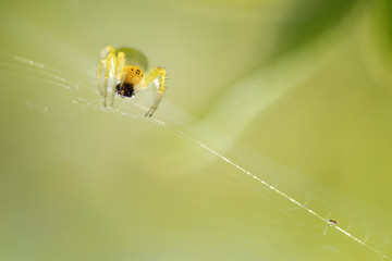Spinne