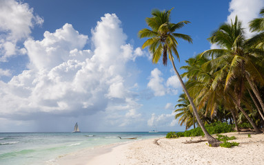 Obraz premium Saona Island in Punta Cana, Dominican Republic