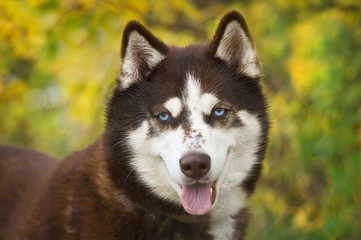 Husky