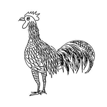 hand drawn illustration of chicken. abstract sketch of animal