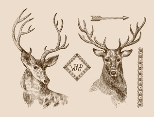 hand drawn deer - 124879995