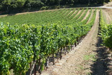 Fototapeta na wymiar belle viticulture