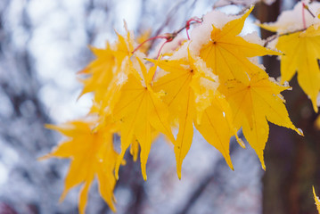 Naklejka na ściany i meble Yellow fall maple tree covered in snow
