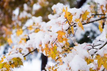 Yellow fall maple tree covered in snow