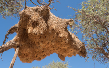Sociable Weaver Nest