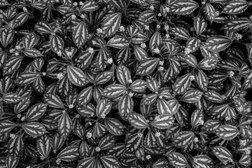 Black and white leaf texture, pattern leaves