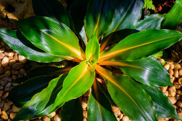 Fototapeta na wymiar Green leaf plant on dark and light tone