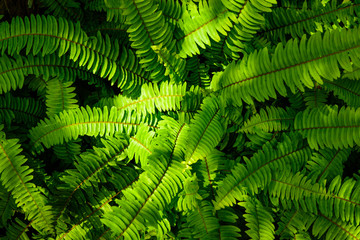 Naklejka na ściany i meble great green bush of fern with light and dark tone