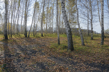 Birch grove