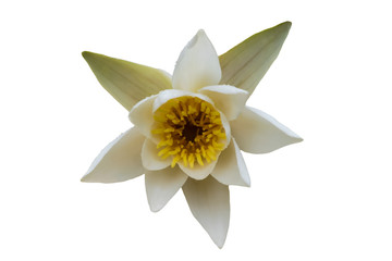 Fototapeta na wymiar Beautiful white water lily with yellow pollen isolated on white
