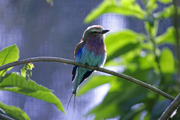 lilac breasted roller