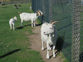 White goats against fence