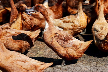 group of brown ducks in farm.