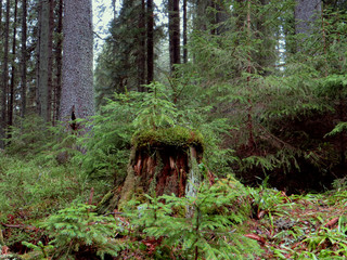 in a pine forest