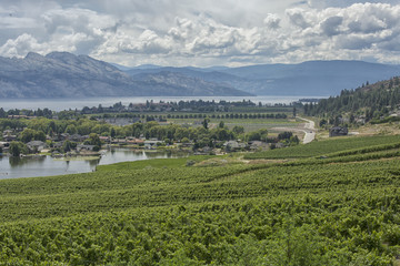 Obraz premium Winery View