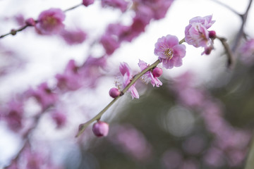 Spring Cherry blossoms, pink flowers. begin to bloom with blue sky