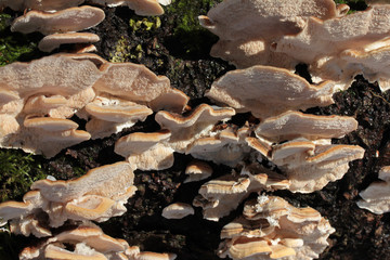 mushrooms on a trunk
