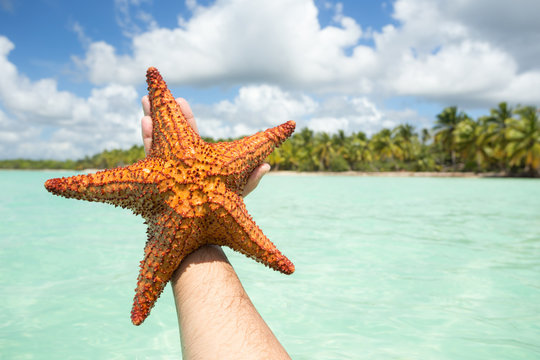 Sea Star from Saona Island in Punta Cana, Dominican Republic