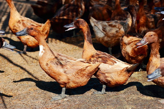 group of brown ducks in farm.