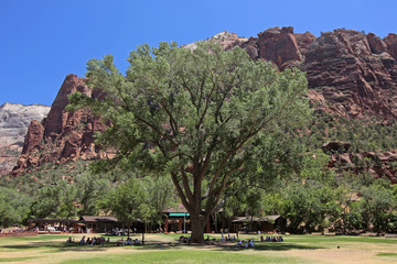 big tree n mtns