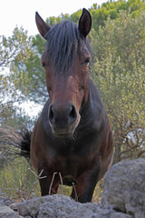 Fototapeta premium brown horse