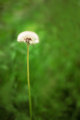 Dandelion across a fresh green background. Dandelion seeds. Flower in field. Vertical photography. Copy space, empty space.