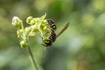 La avispa saborea el polen.