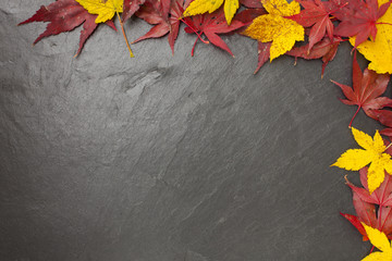 Chalkboard Autmn Foliage Maple
