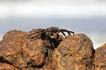 Sally Lightfoot Crab, Grapsus grapsus on rocks, Mexico