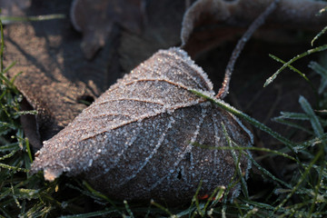 hoar frost on a leaf